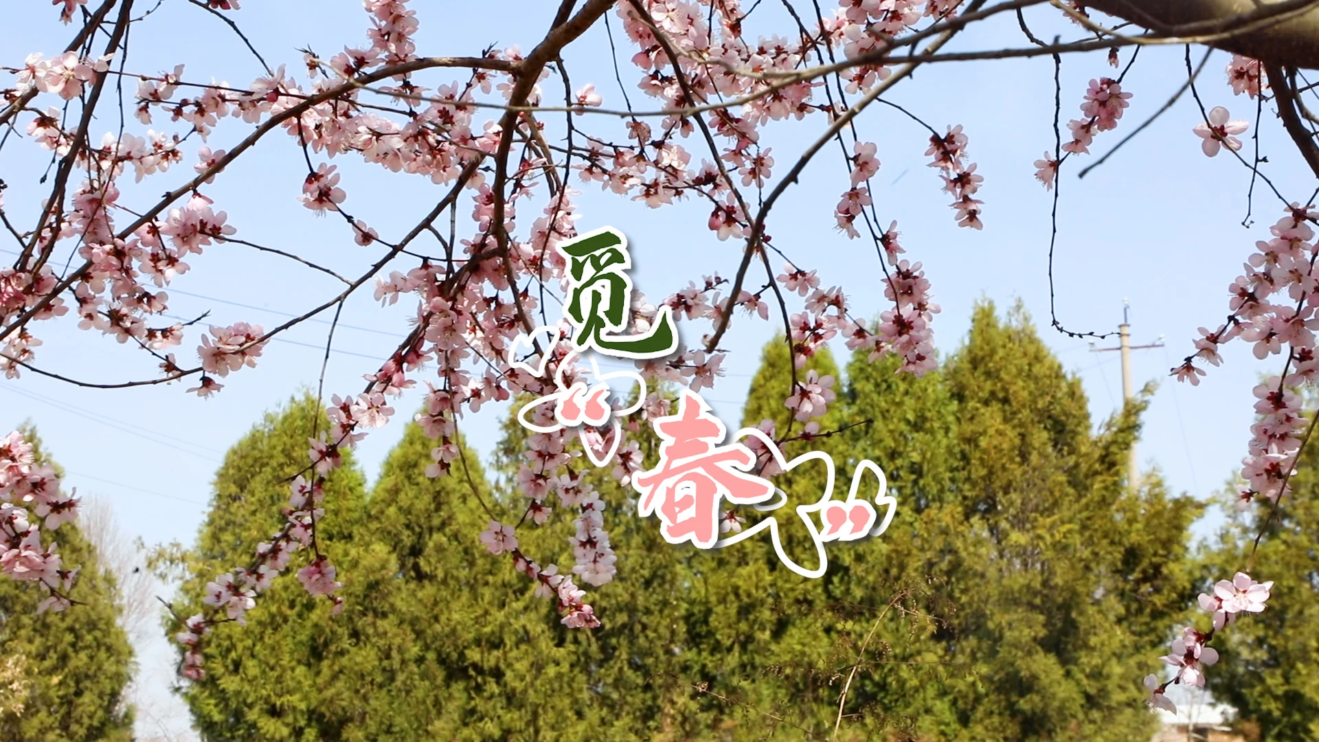 【慶陽視頻】覓春
