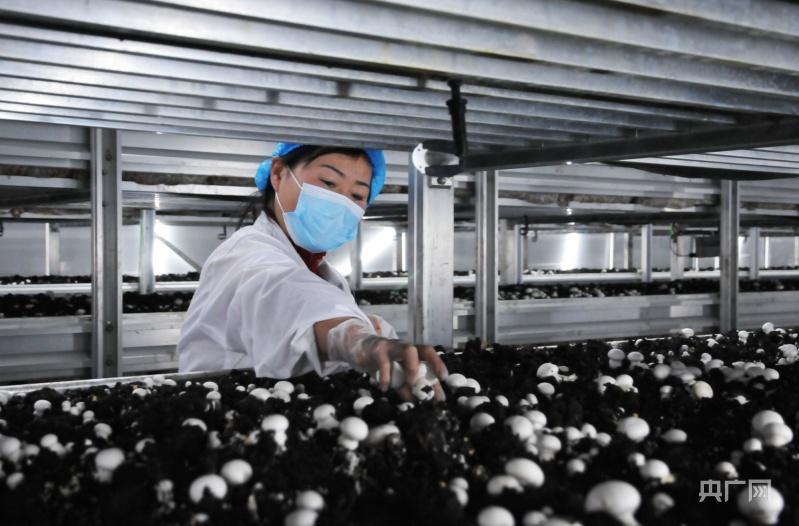 【新春走基層】甘肅寧縣：小蘑菇“鏈”起大產業